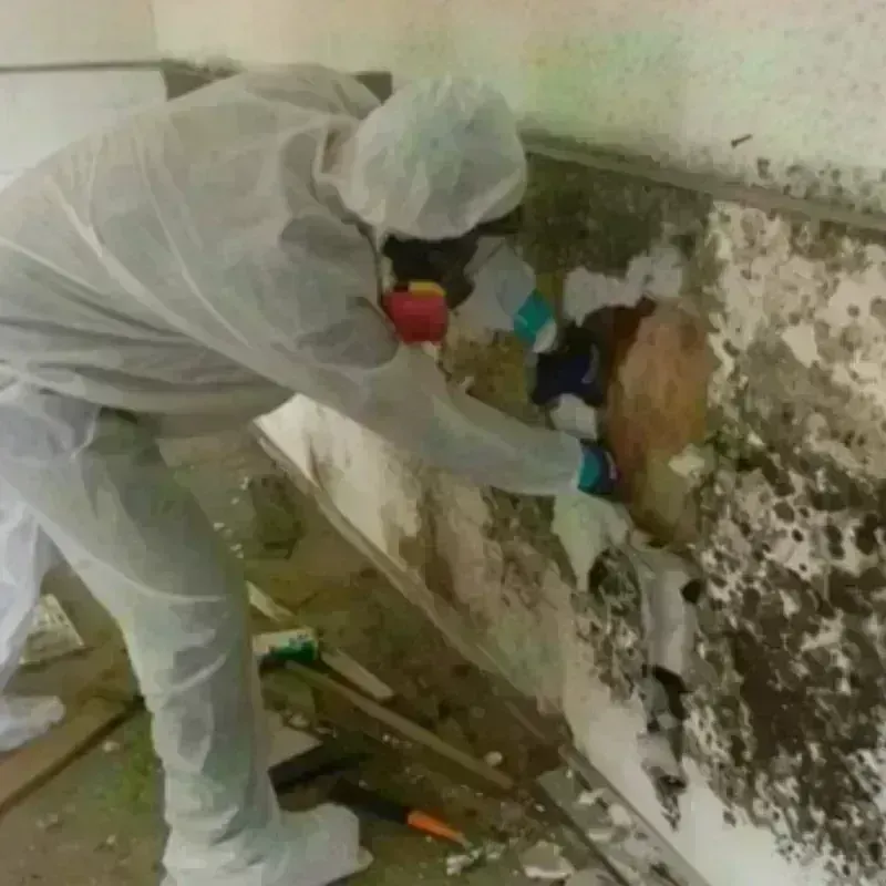 Mold Remediation and Removal in Pacific County, WA